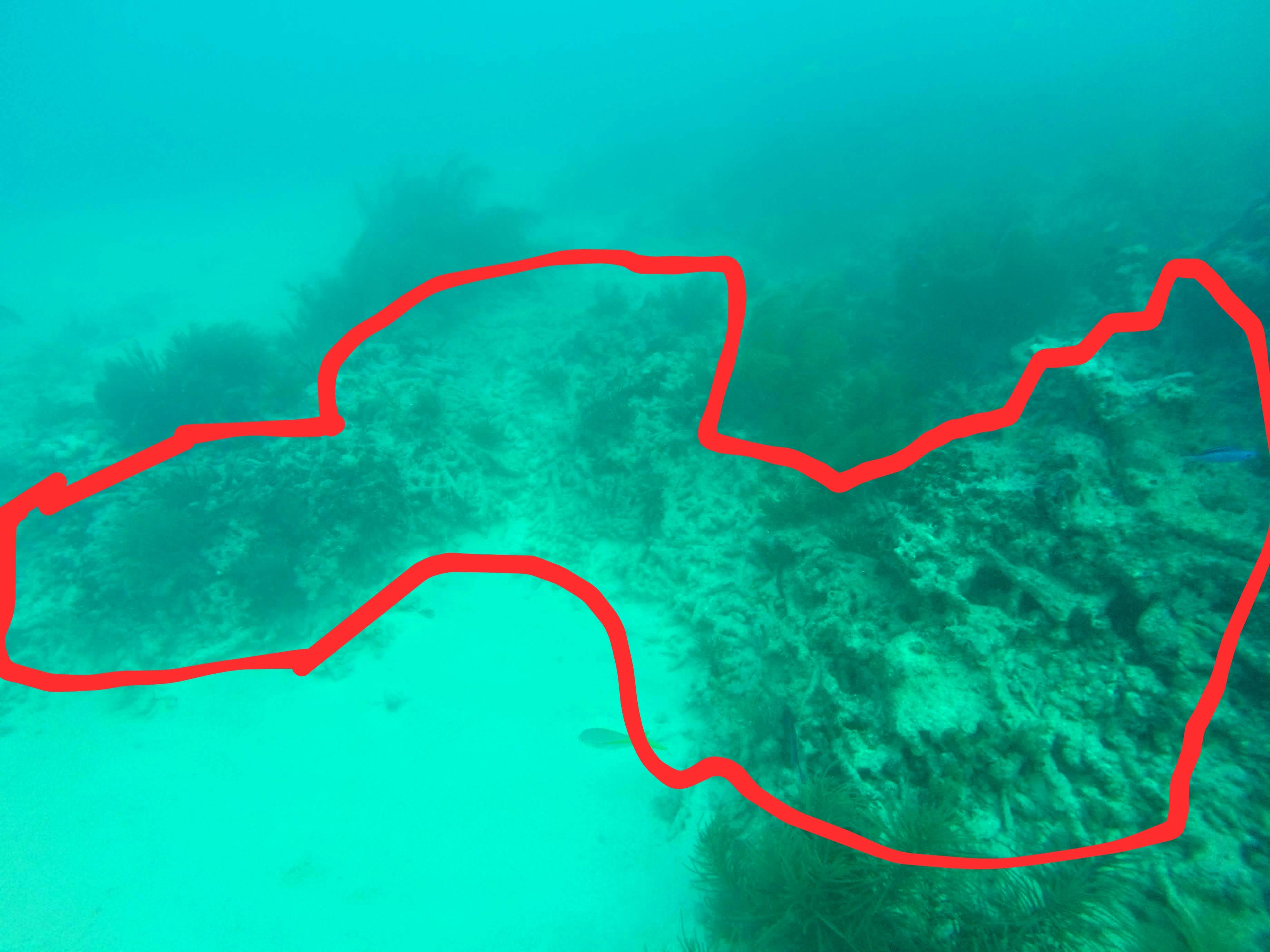 Highlighted Ridge Coral Reef Degradation in the Florida Keys (2022) – GenZ-Earther